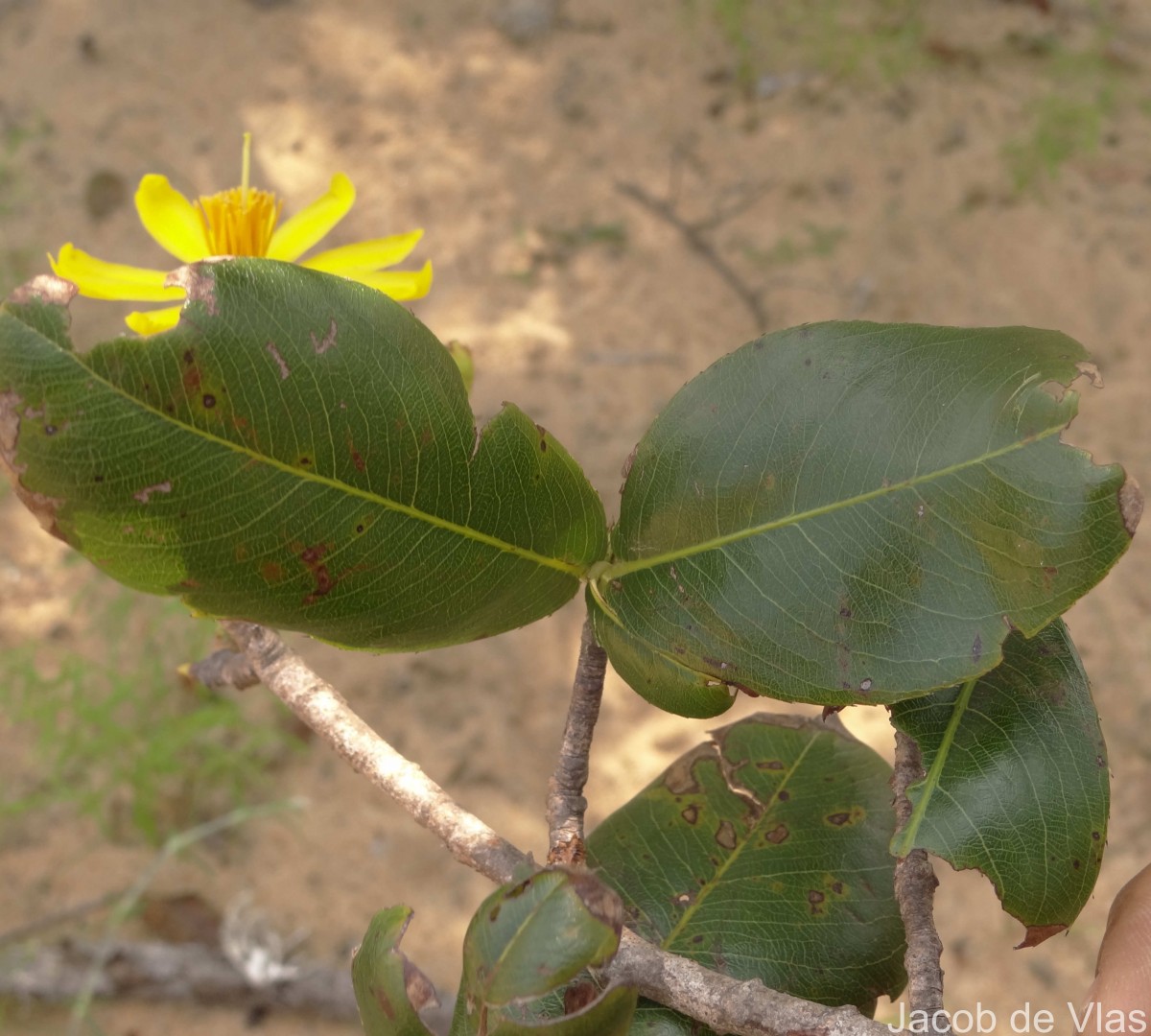 Ochna obtusata DC.